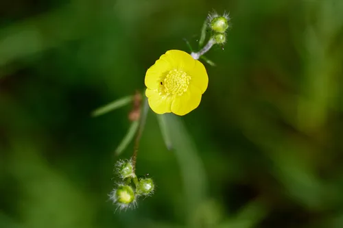 This macro photograph shows a close-up view of a yellow buttercup flower with green buds on a plant stem, taken in the afternoon during the spring season. The buttercup is the main subject, with its petals sharply focused and detailed against a blurred green natural background. The image highlights the intricate structure of the buttercup and the fine texture of the surrounding plant, providing a clear example of springtime plants captured through macro photography. This is a nature photograph, with no man-made structures or landmarks present in the composition.